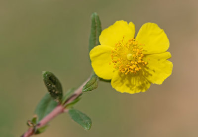 Helianthemum nummularium / Geel zonneroosje