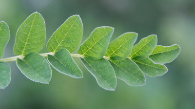  Astragalus glycyphyllos / Hokjespeul