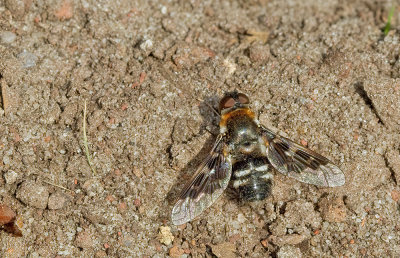 Mottled bee-fly / Vensterrouwzwever