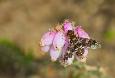 Mottled bee-fly / Vensterrouwzwever