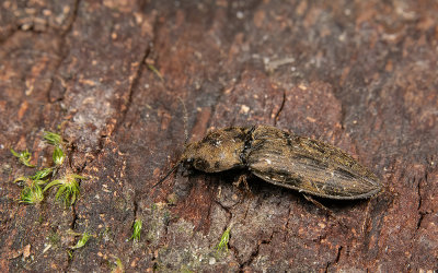 Prosternon tessellatum