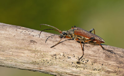 Stenocorus meridianus / Slanke schouderboktor 