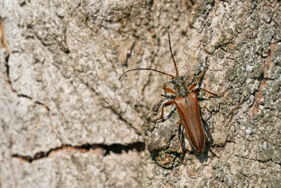 Stenocorus meridianus / Slanke schouderboktor 