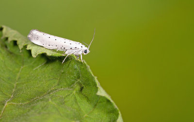 Yponomeuta rorrella /  Wilgenstippelmot