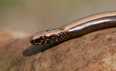 Hazelworm / Slow Worm