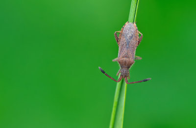 Coriomeris denticulatus / Bruine getande randwants