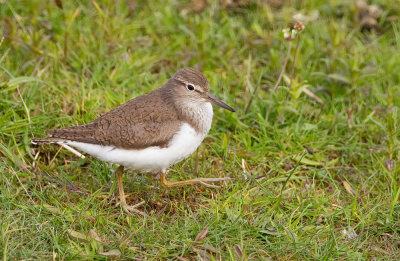 Common sandpiper / Oeverloper