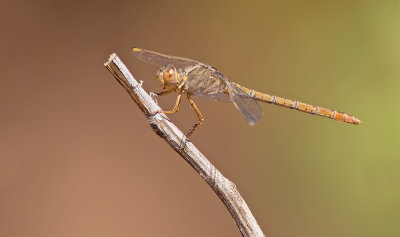 Orthetrum angustiventre / Many-celled Skimmer