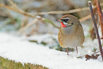 Siberian rubythroat / Roodkeelnachtegaal
