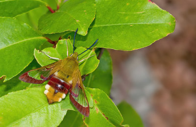 Broad-bordered Bee Hawk-moth / Glasvleugelpijlstaart 