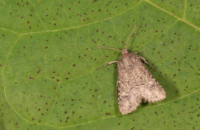 Luperina testacea / Gewone grasuil 