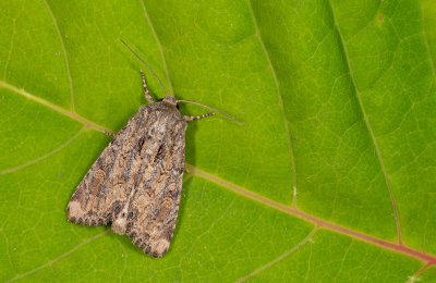 Luperina testacea / Gewone grasuil 