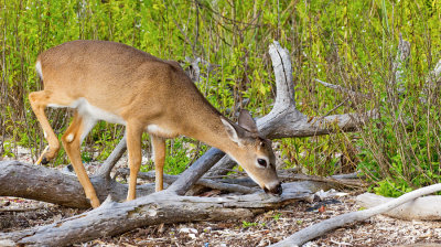 Key deer / Key hert 