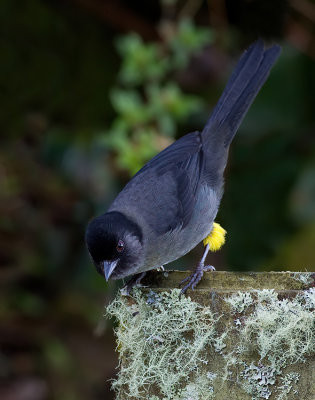 Yellow thighed finch / Geeldijstruikgors