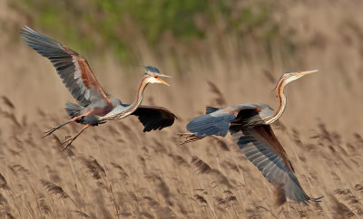 Purple heron / Purpereiger