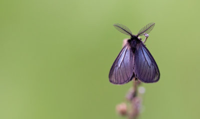 Acanthopsyche atra / Zwarte heidezakdrager