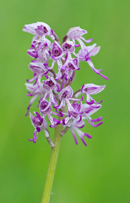 Orchis simia / Aapjesorchis