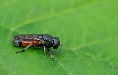 Eumerus tricolor / Kalkbollenzweefvlieg