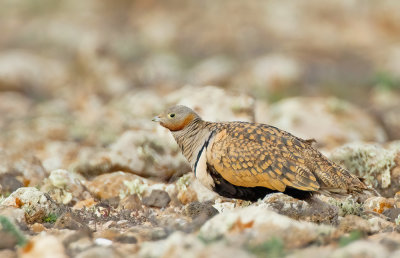 Black-bellied sandgrouse / Zwartbuikzandhoen 