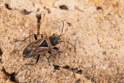 Xanthochilus quadratus / Zwartvlekrookwants