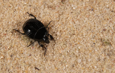 Histeridae spec / Spiegelkever spec
