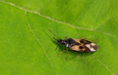 Anthocoris nemorum / Gewone bloemwants