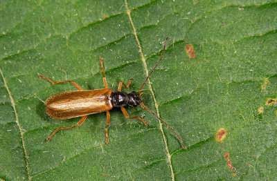 Rhagonycha lignosa