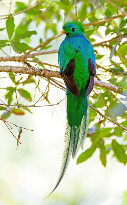 Resplendent Quetzal / Quetzal 