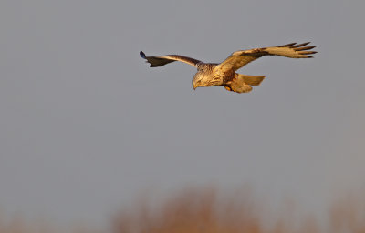Rough-legged buzzard / Ruigpootbuizerd