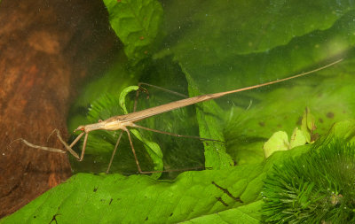 Waterstick / Staafwants