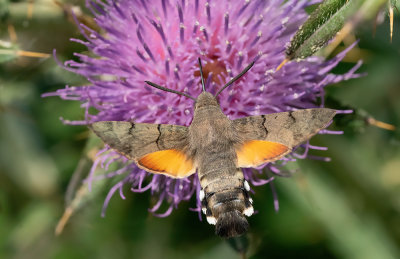 Hummingbird Hawk Moth / Kolibrievlinder