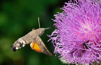 Hummingbird Hawk Moth / Kolibrievlinder