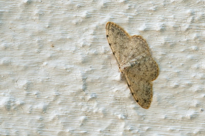 Idaea camparia