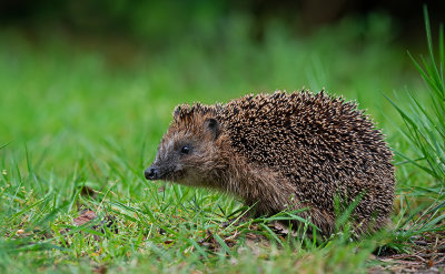 European hedgehog / Egel