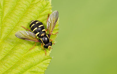 Xanthogramma citrofasciatum / Streepcitroenzweefvlieg