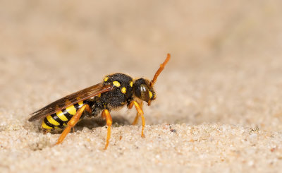 Gooden's Nomad bee / Smalbandwespbij