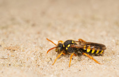 Gooden's Nomad bee / Smalbandwespbij