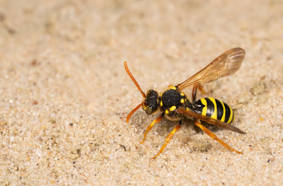 Gooden's Nomad bee / Smalbandwespbij