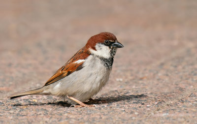 Italian sparrow / Italiaanse mus