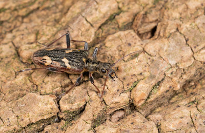 Rhagium bifasciatum / Bonte ribbelboktor