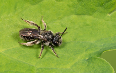 Andrena viridescens / Groene zandbij