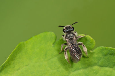 Andrena viridescens / Groene zandbij