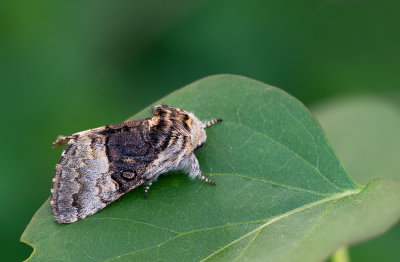 Nut-tree tussock / Hazelaaruil