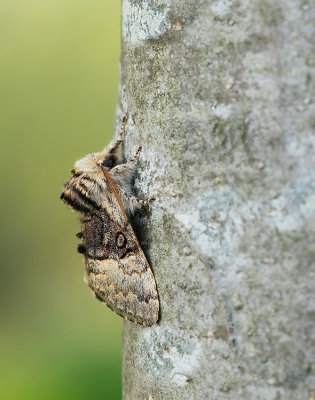 Nut-tree tussock / Hazelaaruil