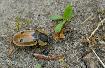 Dendroxena quadrimaculata / Rupsenaaskever