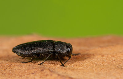 Anthaxia quadripunctata