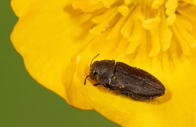 Anthaxia quadripunctata