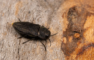 Anthaxia quadripunctata