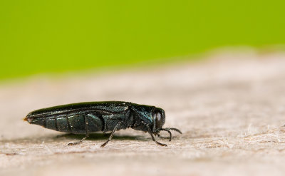 Agrilus viridis / Groen smalbuikje