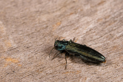 Agrilus viridis / Groen smalbuikje